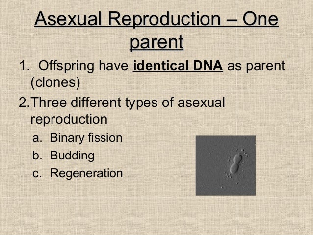 What are three types of asexual reproduction foto 48